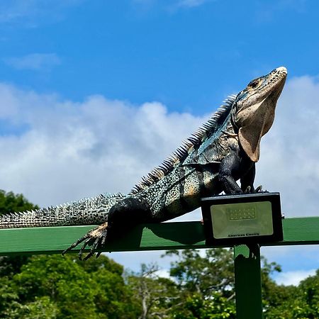 An Abundance Of Wildlife At Jungle Glory Home Abajo 曼努埃尔安东尼奥 外观 照片