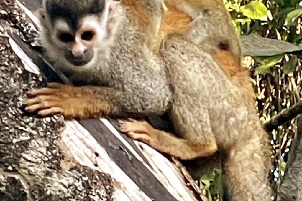 An Abundance Of Wildlife At Jungle Glory Home Abajo 曼努埃尔安东尼奥 外观 照片
