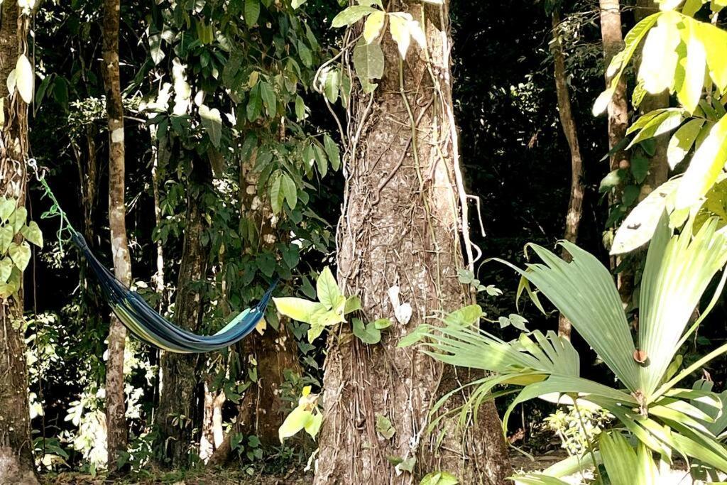An Abundance Of Wildlife At Jungle Glory Home Abajo 曼努埃尔安东尼奥 外观 照片