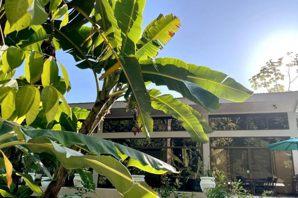 An Abundance Of Wildlife At Jungle Glory Home Abajo 曼努埃尔安东尼奥 外观 照片