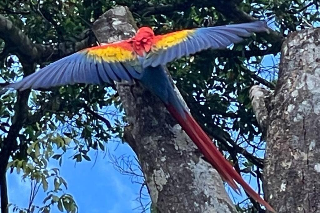 An Abundance Of Wildlife At Jungle Glory Home Abajo 曼努埃尔安东尼奥 外观 照片