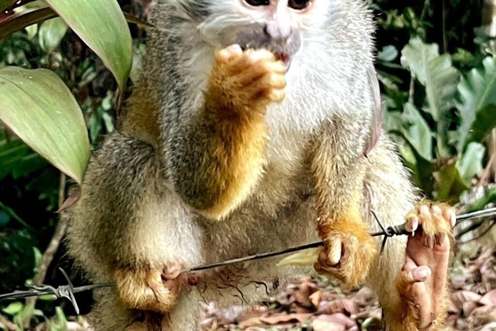 An Abundance Of Wildlife At Jungle Glory Home Abajo 曼努埃尔安东尼奥 外观 照片