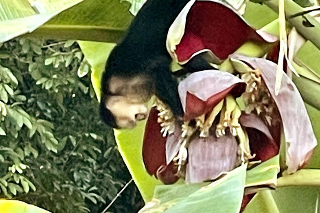 An Abundance Of Wildlife At Jungle Glory Home Abajo 曼努埃尔安东尼奥 外观 照片