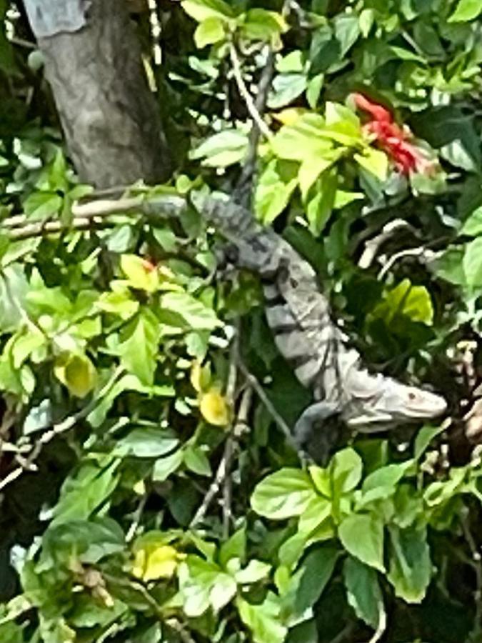 An Abundance Of Wildlife At Jungle Glory Home Abajo 曼努埃尔安东尼奥 外观 照片