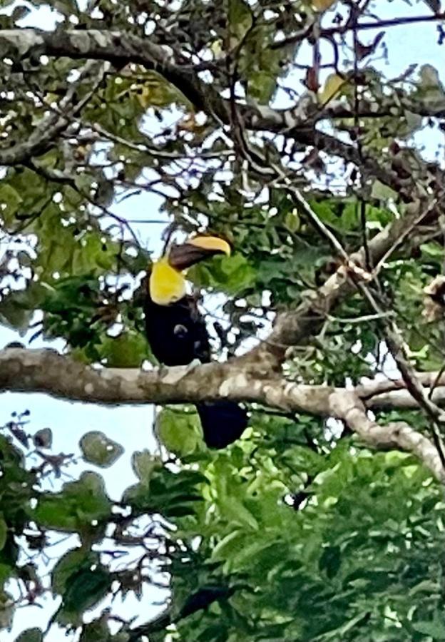 An Abundance Of Wildlife At Jungle Glory Home Abajo 曼努埃尔安东尼奥 外观 照片