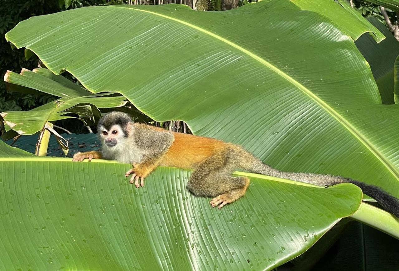 An Abundance Of Wildlife At Jungle Glory Home Abajo 曼努埃尔安东尼奥 外观 照片