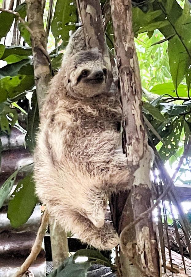 An Abundance Of Wildlife At Jungle Glory Home Abajo 曼努埃尔安东尼奥 外观 照片