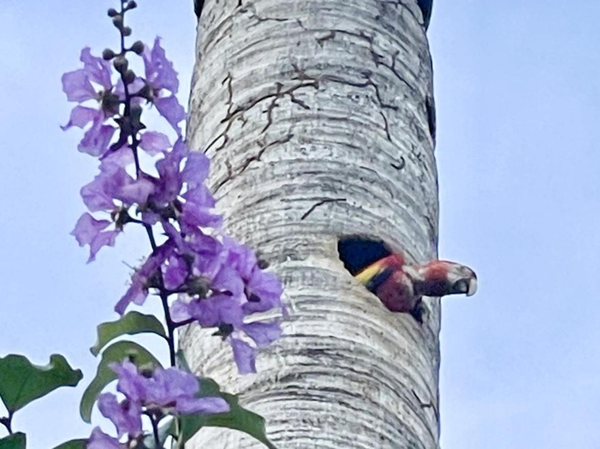 An Abundance Of Wildlife At Jungle Glory Home Abajo 曼努埃尔安东尼奥 外观 照片