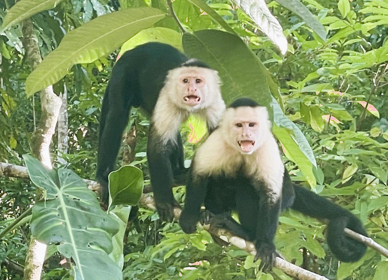 An Abundance Of Wildlife At Jungle Glory Home Abajo 曼努埃尔安东尼奥 外观 照片