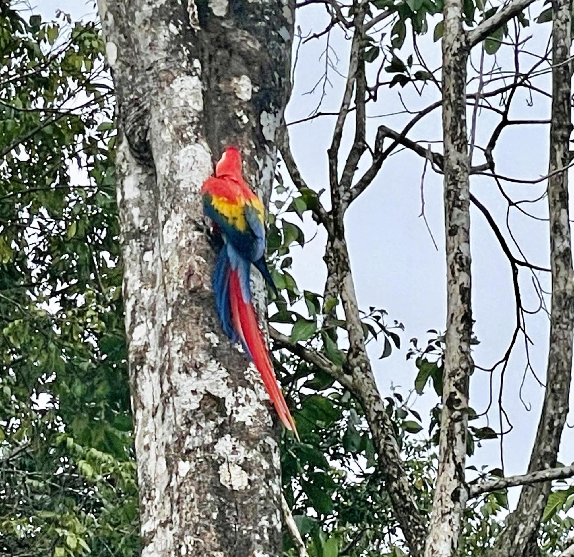 An Abundance Of Wildlife At Jungle Glory Home Abajo 曼努埃尔安东尼奥 外观 照片