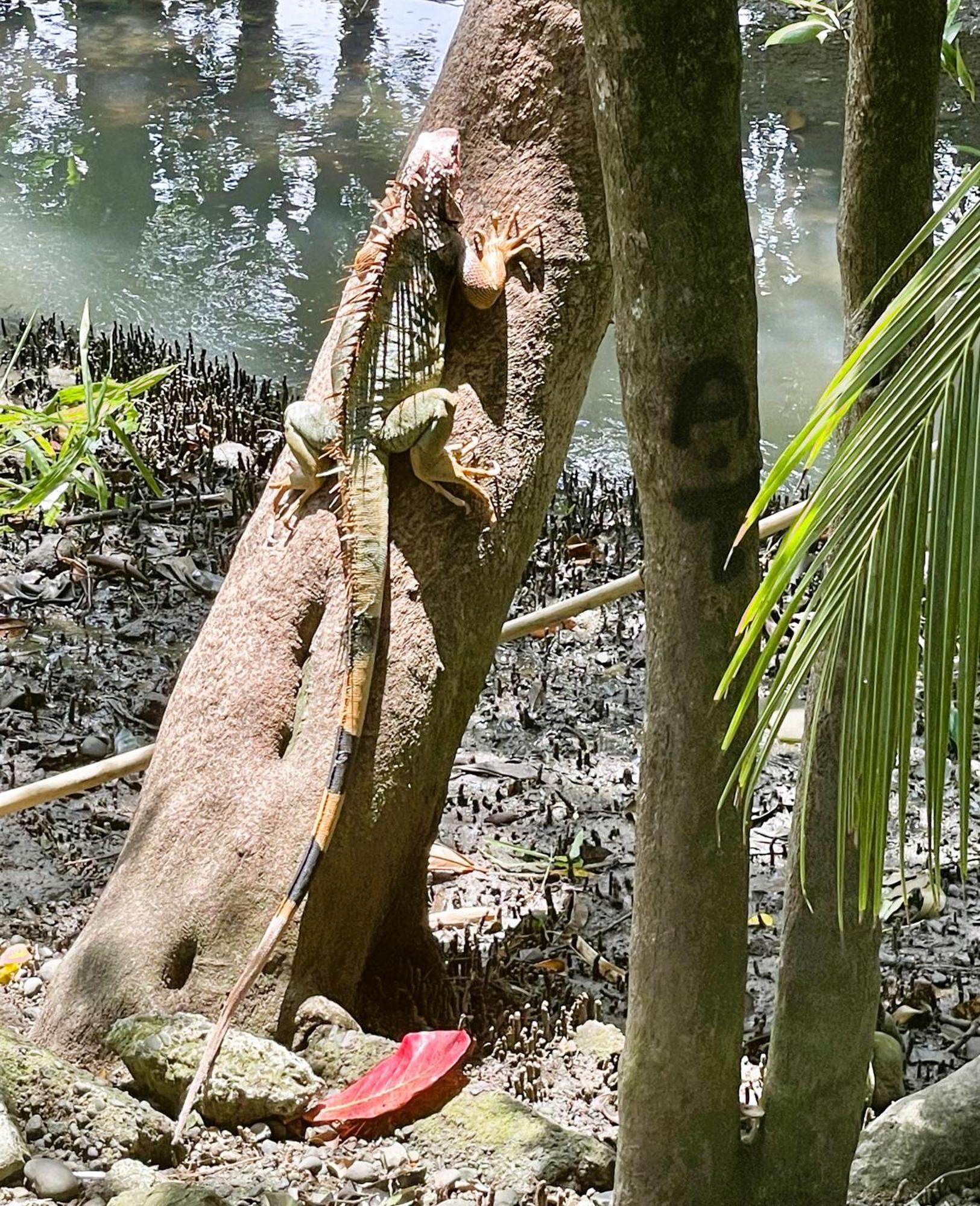 An Abundance Of Wildlife At Jungle Glory Home Abajo 曼努埃尔安东尼奥 外观 照片