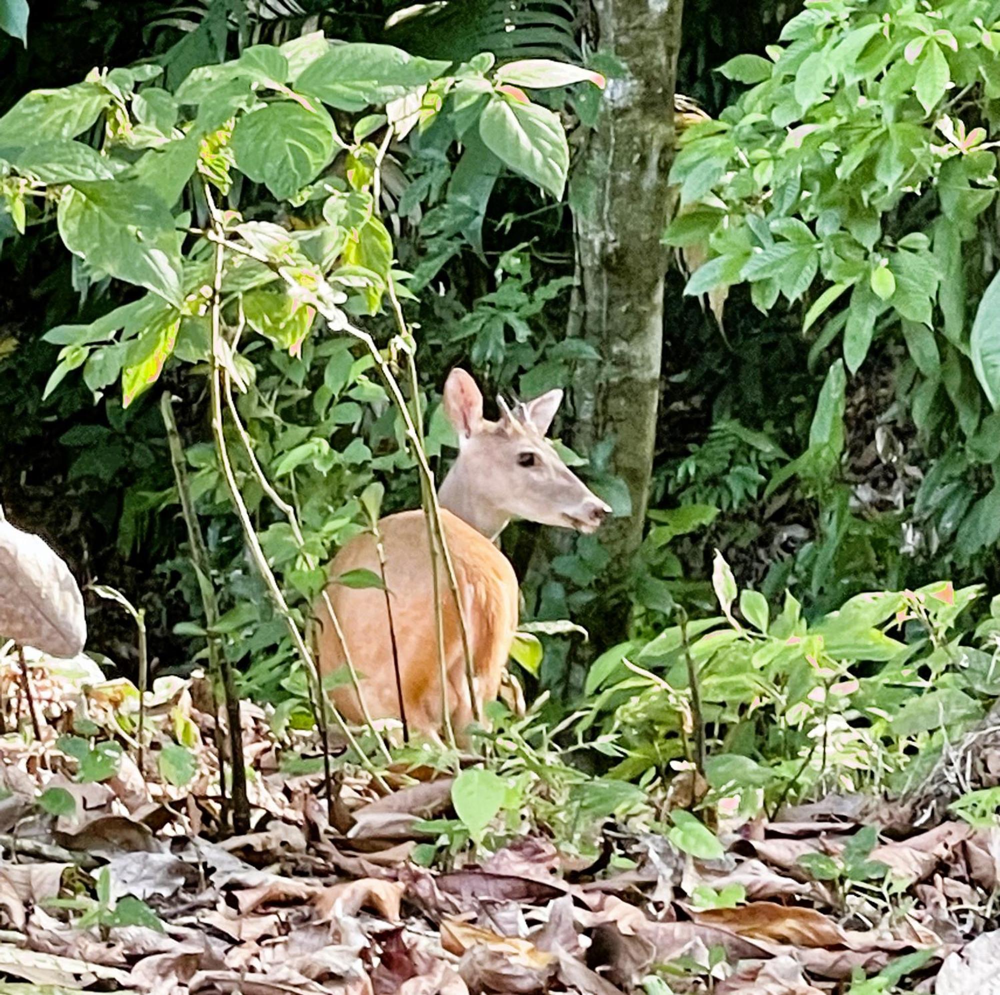 An Abundance Of Wildlife At Jungle Glory Home Abajo 曼努埃尔安东尼奥 外观 照片