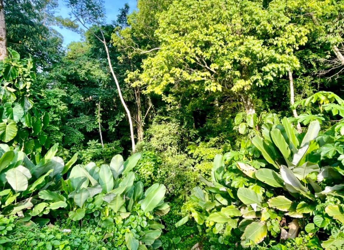 An Abundance Of Wildlife At Jungle Glory Home Abajo 曼努埃尔安东尼奥 外观 照片