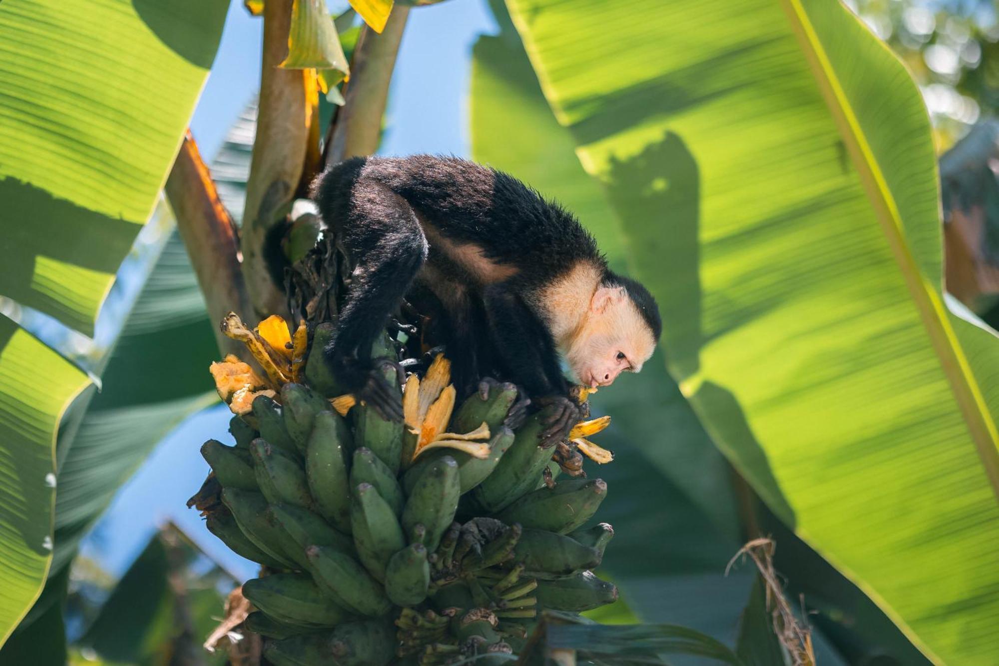 An Abundance Of Wildlife At Jungle Glory Home Abajo 曼努埃尔安东尼奥 外观 照片