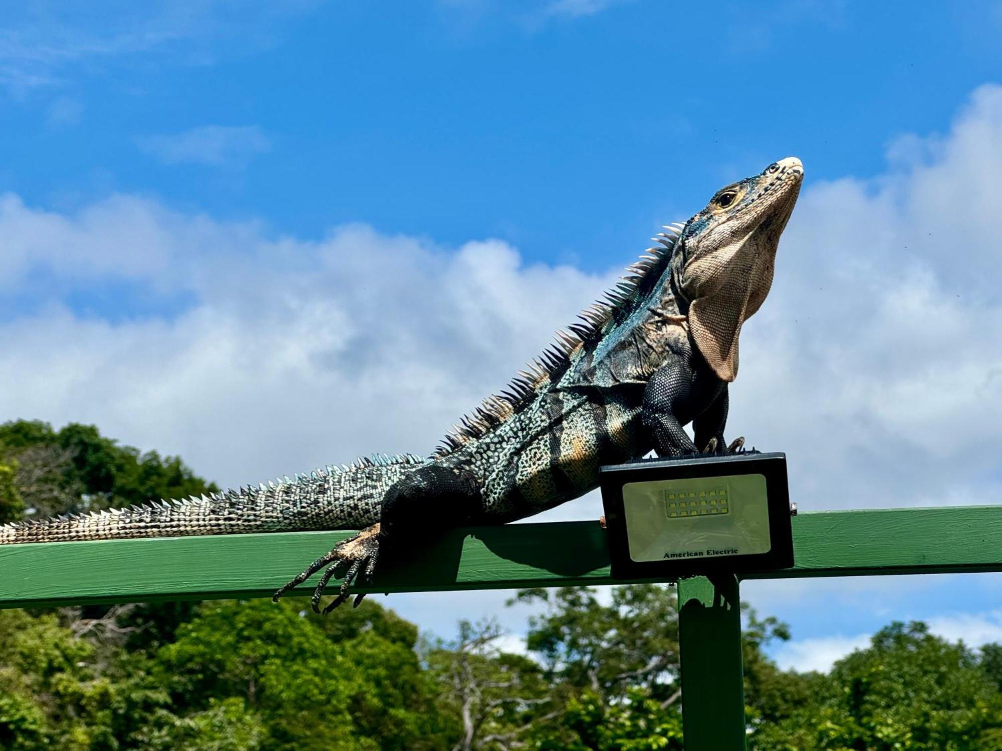 An Abundance Of Wildlife At Jungle Glory Home Abajo 曼努埃尔安东尼奥 外观 照片