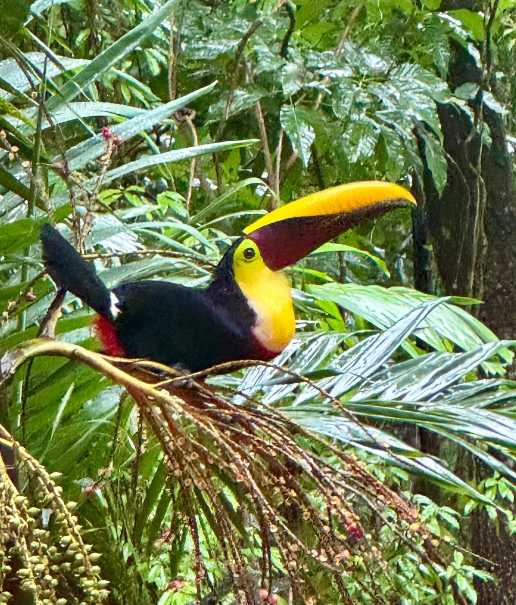 An Abundance Of Wildlife At Jungle Glory Home Abajo 曼努埃尔安东尼奥 外观 照片